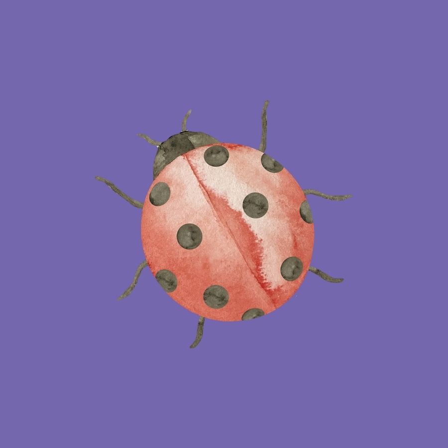 Bubamara