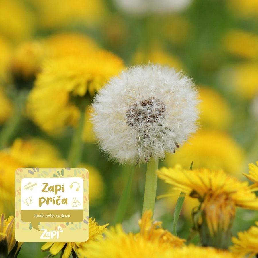 Zapi priča