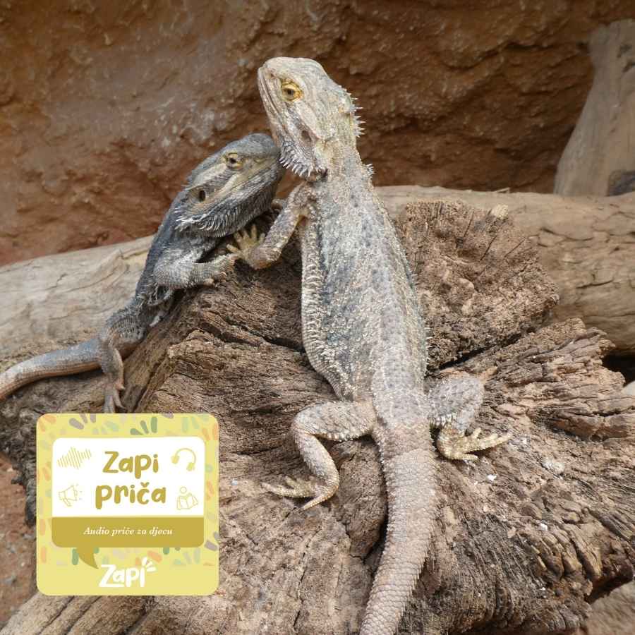Proljeće (NOVO!)