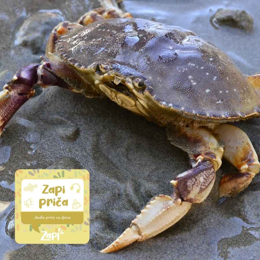 Zapi priča